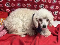 processed/39a05c3e-d350-4b4a-aad4-68ce86c8a148/listing/738cdc35-b3ad-4cd8-aace-75691551b3e7/a26b8908-b74c-4aa7-9f9c-08a5fafba191