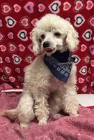 processed/39a05c3e-d350-4b4a-aad4-68ce86c8a148/listing/738cdc35-b3ad-4cd8-aace-75691551b3e7/ccb62927-e074-40ad-a310-2c8aa41b7c5a