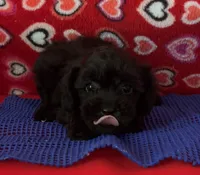 Wylie, a female Poodle - Toy  for sale in Wrightsville, GA – 5 of 10