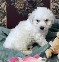 Milan, a  Bichon Frise for sale in Wrightsville, GA – 6 of 10