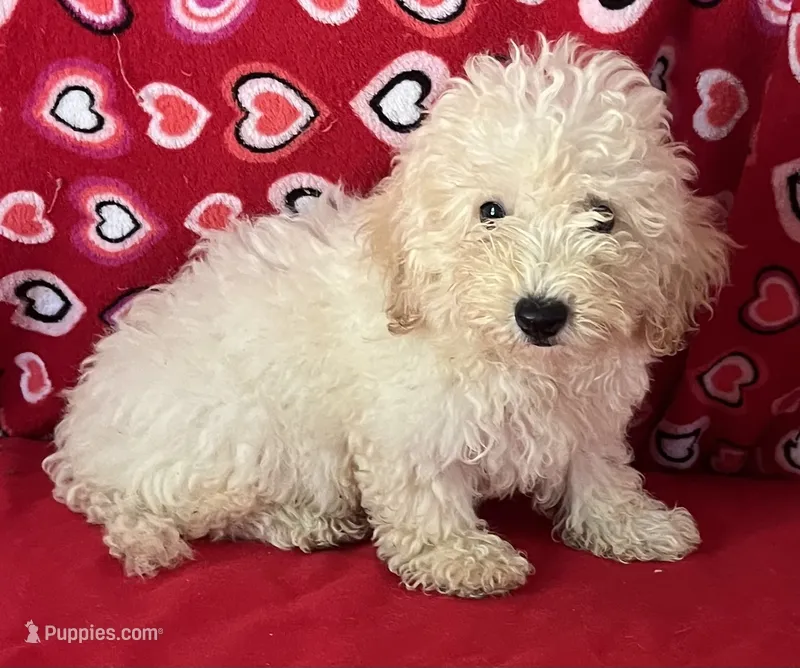 Snow – Poodle - Toy , Bichpoo puppy for sale in Wrightsville, GA