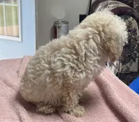 Stormy, a male Poodle - Toy  and Bichpoo for sale in Wrightsville, GA – 4 of 10