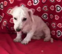 Milan, a male Bichon Frise for sale in Wrightsville, GA – 4 of 8