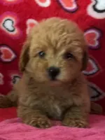 Warna, a female Poodle - Toy  for sale in Wrightsville, GA – 4 of 10