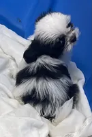 Essie, a female Shih Tzu for sale in Wrightsville, GA – 8 of 10