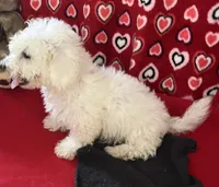 Delwin, a male Bichon Frise for sale in Wrightsville, GA – 4 of 10