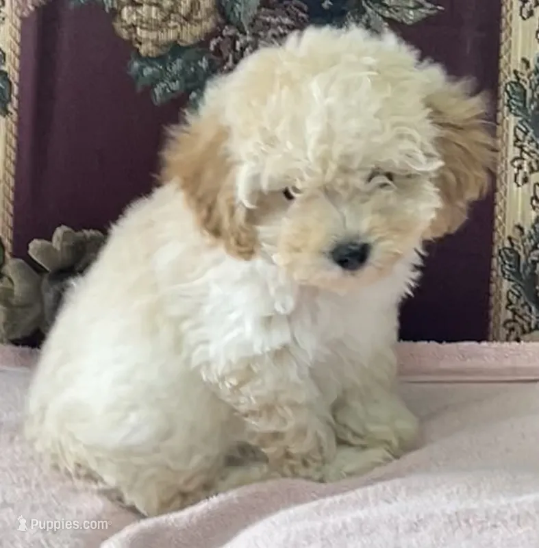 Mimi – Poodle - Toy  puppy for sale in Wrightsville, GA