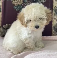 Mimi, a male Poodle - Toy  for sale in Wrightsville, GA – 1 of 10