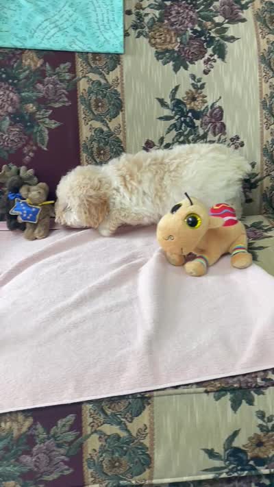 Milton, a male Poodle - Toy  for sale in Wrightsville, GA – 7 of 8