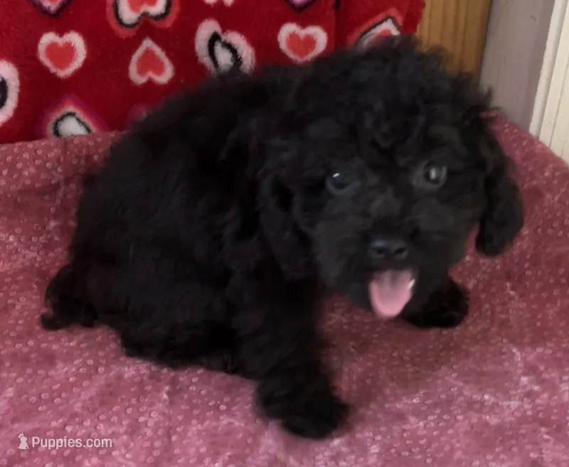 Idra – Poodle - Toy  puppy for sale in Wrightsville, GA