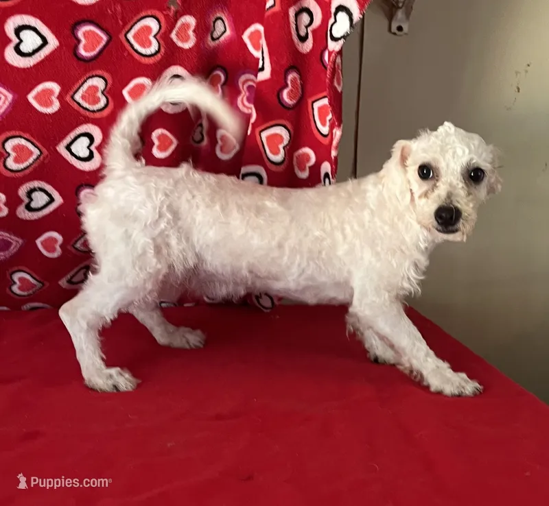 Merilyn – Bichon Frise puppy for sale in Wrightsville, GA