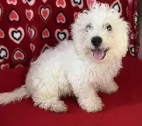Dawson, a male Bichon Frise for sale in Wrightsville, GA – 7 of 10