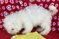 Milan, a male Bichon Frise for sale in Wrightsville, GA – 3 of 9