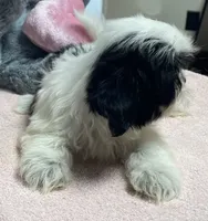 Essie, a female Shih Tzu for sale in Wrightsville, GA – 3 of 10