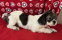 Nahum, a male Shih Tzu for sale in Wrightsville, GA – 8 of 10