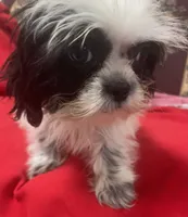 Eunice, a female Shih Tzu for sale in Wrightsville, GA – 10 of 10