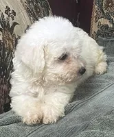 Tamaka, a female Bichon Frise for sale in Wrightsville, GA – 3 of 10