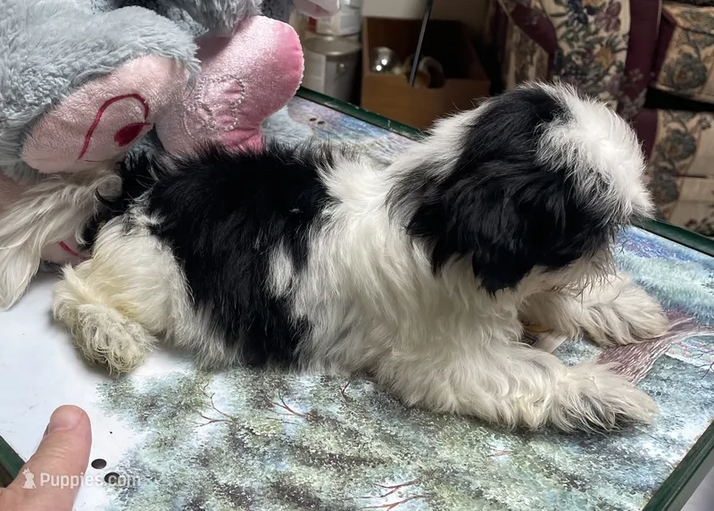Earl – Shih Tzu puppy for sale in Wrightsville, GA