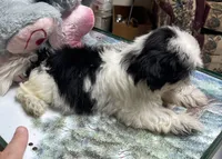 Earl, a male Shih Tzu for sale in Wrightsville, GA – 1 of 8