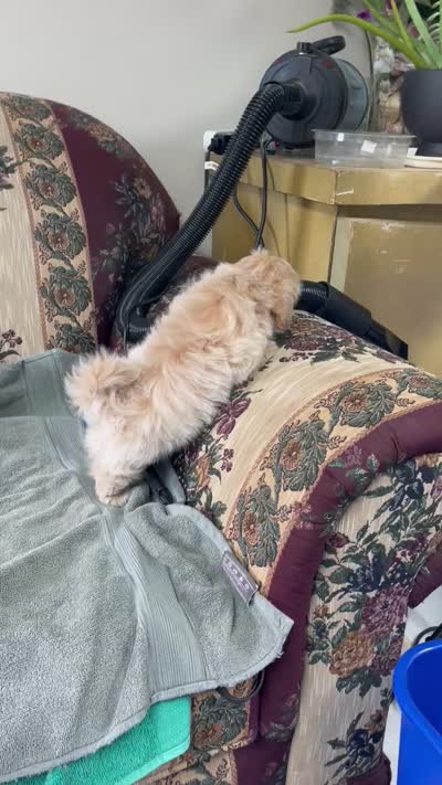 Omora, a female Shihpoo and Shih Tzu for sale in Wrightsville, GA – 9 of 10