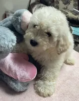 Snow, a male Poodle - Toy  and Bichpoo for sale in Wrightsville, GA – 8 of 10