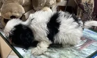 Elisha, a male Shih Tzu for sale in Wrightsville, GA – 9 of 10