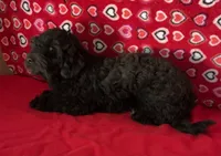 Chita, a female Bichon Frise and Shihpoo for sale in Wrightsville, GA – 8 of 10
