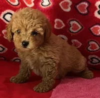 Warna, a female Poodle - Toy  for sale in Wrightsville, GA – 1 of 10