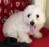 Delwin, a male Bichon Frise for sale in Wrightsville, GA – 6 of 10