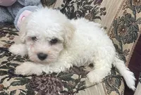 Tilton, a male Bichon Frise for sale in Wrightsville, GA – 4 of 9