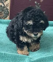 Melora, a female Poodle - Toy  for sale in Wrightsville, GA – 2 of 9