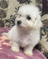 Delaney, a female Bichon Frise for sale in Wrightsville, GA – 5 of 10