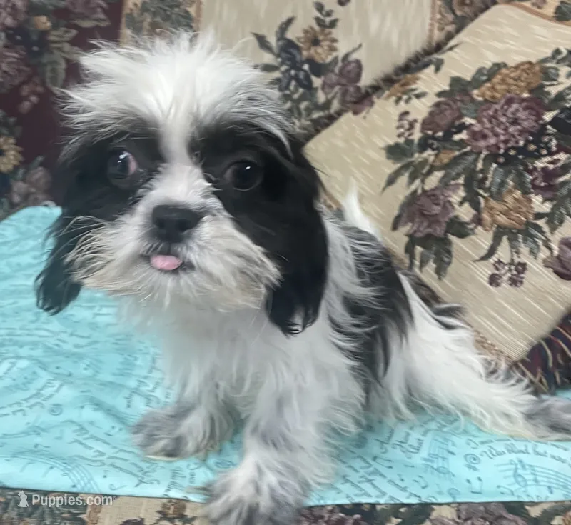 Elisha – Shih Tzu puppy for sale in Wrightsville, GA