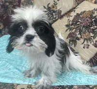 Elisha, a male Shih Tzu for sale in Wrightsville, GA – 1 of 10