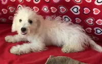 Tamaka, a female Bichon Frise for sale in Wrightsville, GA – 10 of 10
