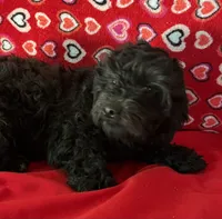Chita, a female Bichon Frise and Shihpoo for sale in Wrightsville, GA – 9 of 10