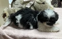 Eunice, a female Shih Tzu for sale in Wrightsville, GA – 4 of 7