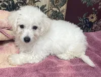 Daniel, a male Bichon Frise for sale in Wrightsville, GA – 5 of 10
