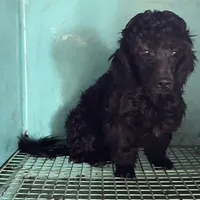 Chita, a female Bichon Frise and Shihpoo for sale in Wrightsville, GA – Photo 5 of 10