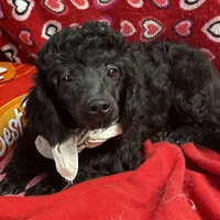 Chita, a female Bichon Frise and Shihpoo for sale in Wrightsville, GA – Photo 3 of 10