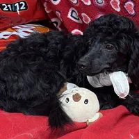 Chita, a female Bichon Frise and Shihpoo for sale in Wrightsville, GA – Photo 10 of 10