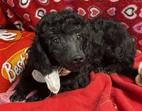 processed/39a05c3e-d350-4b4a-aad4-68ce86c8a148/listing/7f1b4561-807b-4735-bf39-1eaefd5d37a6/26f11bf9-a1a9-4eab-8dc5-f87f7853e9ac