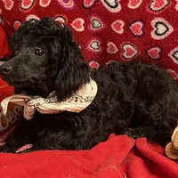 Chita, a female Bichon Frise and Shihpoo for sale in Wrightsville, GA – Photo 6 of 10