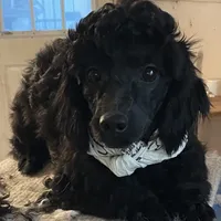 Chita, a female Bichon Frise and Shihpoo for sale in Wrightsville, GA – Photo 8 of 10