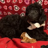 Chita, a female Bichon Frise and Shihpoo for sale in Wrightsville, GA – Photo 2 of 10