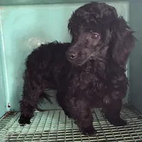 Chita, a female Bichon Frise and Shihpoo for sale in Wrightsville, GA – Photo 7 of 10