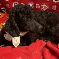 Chita, a female Bichon Frise and Shihpoo for sale in Wrightsville, GA – Photo 9 of 10