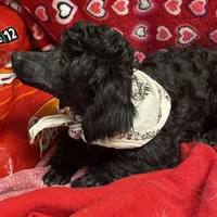 Chita, a female Bichon Frise and Shihpoo for sale in Wrightsville, GA – Photo 4 of 10