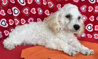 Milton, a male Poodle - Toy  for sale in Wrightsville, GA – 6 of 10