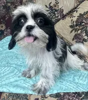 Elisha, a male Shih Tzu for sale in Wrightsville, GA – 4 of 10